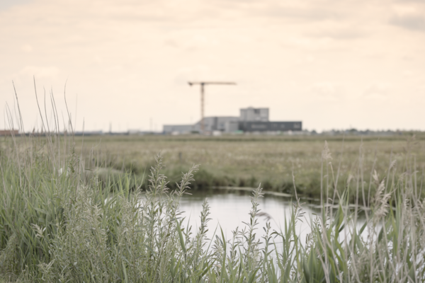 Nederlands polderlandschap met riet op de voorgrond en een industrieel gebouw met bouwkraan aan de horizon